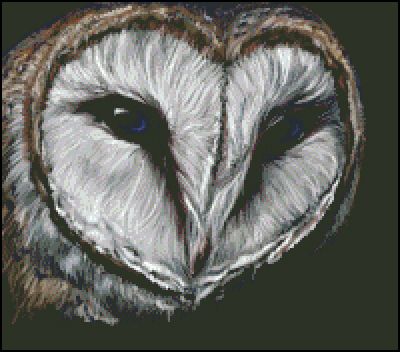 (image for) Barn Owl